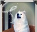 Фото в Домашние животные Вязка собак Предлагаю для вязки кобель самоед возраст в Москве 10 000