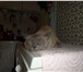 Фотография в Домашние животные Вязка Сиамский котик 2 года, домашний, на улицу в Королеве 12