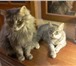 Фото в Домашние животные Отдам даром Отдам очаровательных котят в добрые руки в Тамбове 0