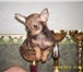 Продаются щенки русского тоя , без документов , возраст 3 месяца, окрас рыжий с чернью (олений), м 64987  фото в Челябинске