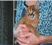 Foto в Домашние животные Другие животные Продам котят Каракала и Сервала. Возраст в Москве 500 000