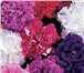 Изображение в Домашние животные Растения Продам семена крупноцветковой махровой петунии в Краснодаре 0
