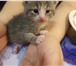 Foto в Домашние животные Отдам даром отдам даром котенка- девочка, 1 месяц, дымчатая в Набережных Челнах 0