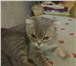 Foto в Домашние животные Вязка Вислоухая маленькая британская кошка 1,5 в Юрюзань 1 000