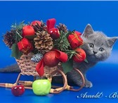 Предновогоднее настроение британский котенок в подарок любимым! Предлагаем Вашему вниманию очаров 69604  фото в Москве