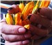 Фото в Красота и здоровье Разное Наращивание и коррекция ногтей гелем.недорого!г.минскнаращивание в Москве 1