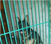 Foto в Домашние животные Услуги для животных Оказываем услуги - ГОСТИНИЦЫ для СОБАК  (кормление, в Белгороде 300
