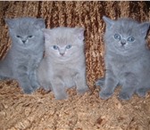 Продаются отличные клубные плюшевые с круглой мордочкой британские котята от титулованных произ 69718  фото в Омске