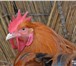Фотография в Домашние животные Птички Петушки кучинские, адлерские, русские хохлатые, в Нижнем Новгороде 200