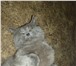 Foto в Домашние животные Вязка вязка с британским котом Голубой британский в Екатеринбурге 1 500