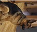 Фото в Домашние животные Услуги для животных Предлагаем для вязки кабеля овчарки. Возраст в Новосибирске 0