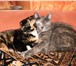 Фото в  Отдам даром-приму в дар очень игривый котенок  рыжий в полоску,2 в Новоалтайск 0