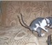 Продаю котят корниш-рекс 1050933 Корниш-рекс фото в Саратове