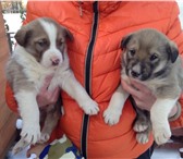 Фотография в Домашние животные Отдам даром подарим Щенка (мальчик) от крупной собаки в Кирове 0