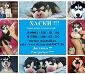 Продаю чистокровных щенков сибирской хаски 3662217 Сибирский хаски фото в Нижнем Новгороде