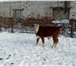Фото в Домашние животные Другие животные Реализуем бычков герефордской породы, в кол-ве в Магнитогорске 24 000