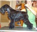 Foto в Домашние животные Услуги для животных стрижка,тримминг(щипка)собак и кошек.подготовка в Ярославле 0