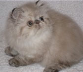 Персы колор-пойнты 1802111 Персидская фото в Электрогорске