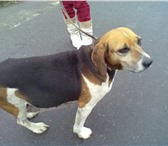 Изображение в Help! Находки СРОЧНО!найдена собака охотничьей породы 25-30 в Белгороде 0