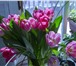 Фотография в Домашние животные Растения Не знаете где купить тюльпаны оптом или в в Красноярске 25