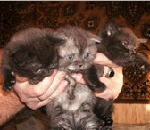 Питомник “ MORTON “ (WCF) Срочно предлагает шотландских котят ,  Кошечку скоттиш-фолд окраса черный 69388  фото в Москве