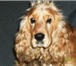 Изображение в Домашние животные Вязка собак Предлагаем для вязки кобеля породы Английский в Ярославле 0