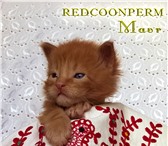 Котенок мейн-кун красный солид,   Шоу класс 2482144 Мейн-кун фото в Перми