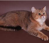Foto в Домашние животные Вязка Британский кот, клубный, с хорошей родословной в Москве 2 500