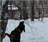 Фото в Домашние животные Вязка собак Молодая сучка ( 3 года) ищет кобеля для вязки в Северске 0