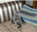 Изображение в Домашние животные Вязка Вислоухий красавчик ищет кошку для вязки. в Орле 0