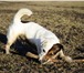 Фото в Домашние животные Вязка собак Породистый кобель Джек Рассел Терьер (возраст в Санкт-Петербурге 0