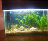 Фотография в Домашние животные Рыбки продам аквариум на 20 литров с рыбками,с в Курске 5 000