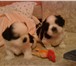 Продаются щенки от маленькой собачки породы Ши-Тцу, рожденные 13 марта 2010 года, Мальчики, окрас 67954  фото в Челябинске
