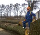 Удаление сухих аварийных деревьев при по