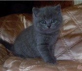 Продам котят с хорошей родословной в хорошие руки, Порода - британская короткошерстная кошка, Два м 69641  фото в Новосибирске