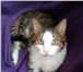 Foto в  Отдам даром-приму в дар Замечательный кот Яша, очень ласковый, мурчащий, в Санкт-Петербурге 1