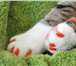 Foto в Домашние животные Товары для животных Антицарапки- это защитные колпачки, которые в Улан-Удэ 230