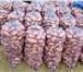 Фото в Прочее,  разное Разное Продаем молодой картофель оптом от КФХ, картофель в Краснодаре 20