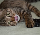 Фотография в Домашние животные Вязка Красивый молодой котик ищет подругу. Коту в Благовещенске 1