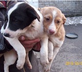Фотография в Домашние животные Отдам даром Два щенка - девочки, Аида и Арина, ищут хороших, в Владикавказе 0