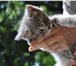 Фото в Домашние животные Отдам даром котята 2 месяца все ласковые и игривые. мама-кошка в Белгороде 0