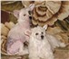 Красивые щенки от элитных производителей: папа из питомника Империал Дрим (Адмирал), мама из питом 67459  фото в Самаре