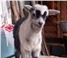 Изображение в Домашние животные Другие животные Продаются февральские козлята от высокопродуктивных в Москве 3 000