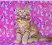 Брутальный Кот мейн - кун 1644342 Мейн-кун фото в Перми