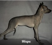 Щенок ксолоитцкуинтли или голая мексиканская собака 783482 Китайская хохлатая собака фото в Ставрополе