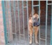 Foto в Домашние животные Услуги для животных Рады Вам предложить передержку собак мелких в Таганроге 300