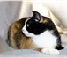 Фото в Домашние животные Отдам даром Трейси – трехцветная кошка. Ждет своего хозяина, в Екатеринбурге 0