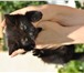 Foto в Домашние животные Отдам даром котята 2 месяца все ласковые и игривые. мама-кошка в Белгороде 0