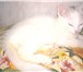 Фотография в Домашние животные Отдам даром Отдам в заботливые руки даром котенка белого в Ростове-на-Дону 1