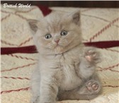 Британские плюшавые котята 1937555 Британская короткошерстная фото в Барнауле